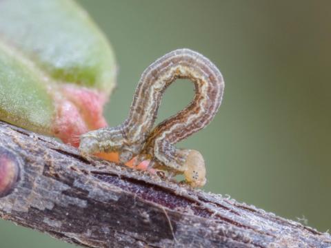 Arpenteuse brune (Speranza brunneata)_1