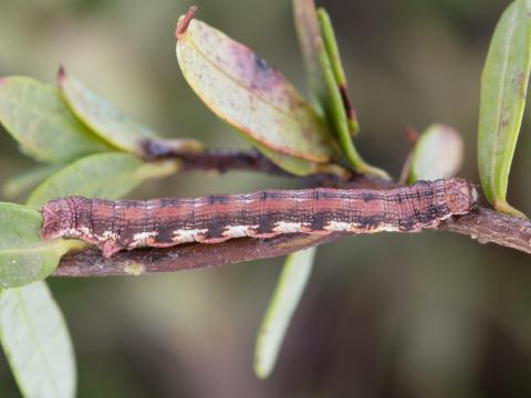 Arpenteuse brune (Speranza brunneata)_4