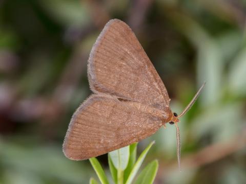 Arpenteuse brune (Speranza brunneata)_7