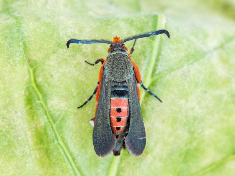 Perceur de la courge (Melittia cucurbitae)_7