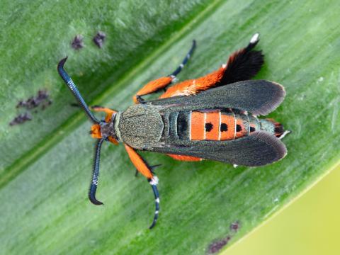 Perceur de la courge (Melittia cucurbitae)_11