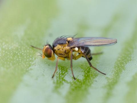 Mouche mineuse américaine (Liriomyza trifolii)_3