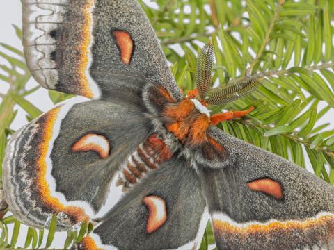 Saturnie cécropia (Hyalophora cecropia)_2