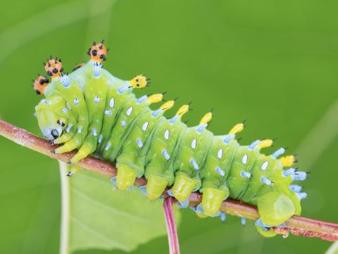 Saturnie cécropia (Hyalophora cecropia)_4