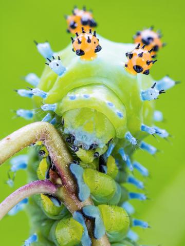 Saturnie cécropia (Hyalophora cecropia)_5