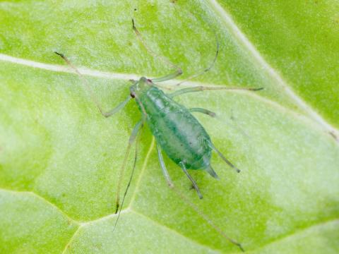 Puceron de la pomme de terre (Macrosiphum euphorbiae)_2