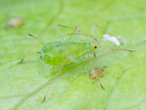 Puceron de la pomme de terre (Macrosiphum euphorbiae)_4