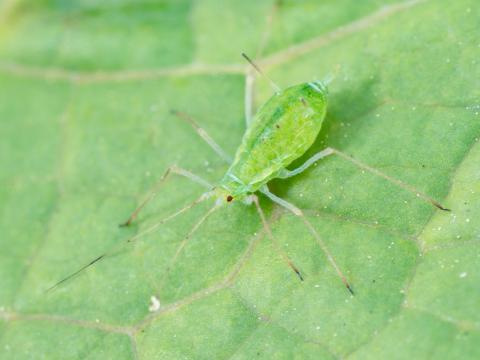 Puceron de la pomme de terre (Macrosiphum euphorbiae)_5