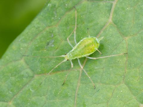 Puceron de la pomme de terre (Macrosiphum euphorbiae)_6