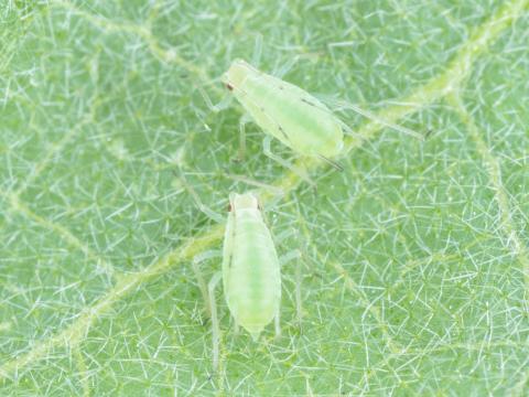 Puceron de la pomme de terre (Macrosiphum euphorbiae)_8