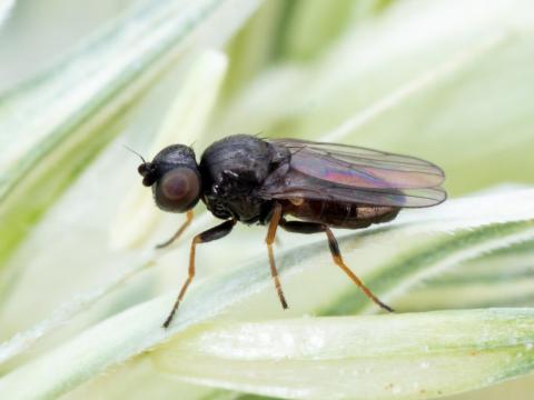 Oscinie des céréales (Oscinella pusilla)_1