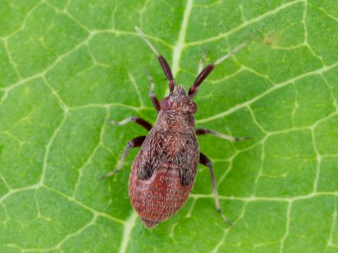 Punaise brune du pommier (Atractotomus mali)_3