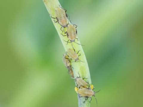 Lipaphis pseudobrassicae_3