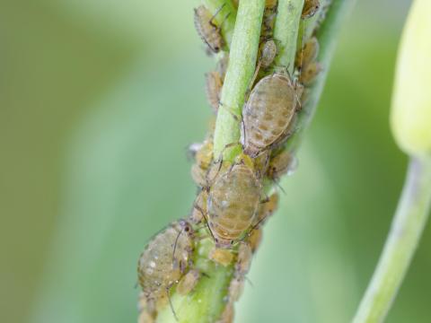 Lipaphis pseudobrassicae_6