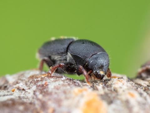 Scolytes des arbres fruitiers (Scolytus rugulosus)_6