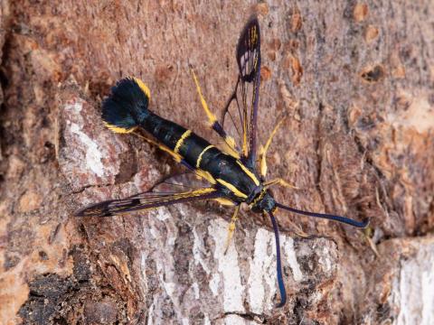 Sésie du cornouiller (Synanthedon scitula)_6