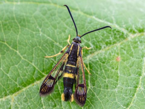 Sésie du cornouiller (Synanthedon scitula)_7