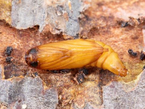 Sésie du cornouiller (Synanthedon scitula)_9