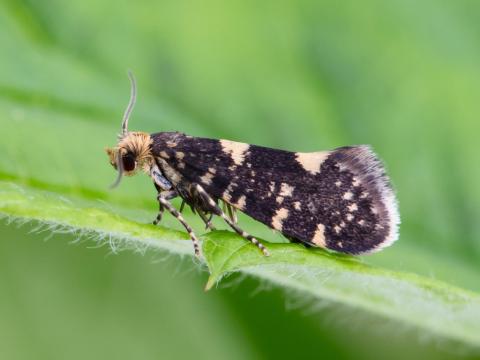 Pique-bouton du framboisier (Lampronia corticella)_6