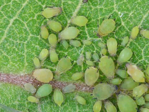 Puceron des spirées (Aphis spiraecola)_1