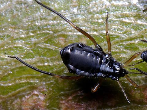 Puceron du sapin (Cinara curvipes)_2