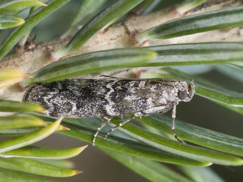 Pyrale des cônes du sapin (Dioryctria abietivorella)_2