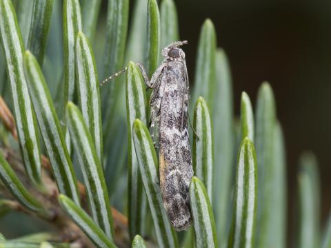 Pyrale des cônes du sapin (Dioryctria abietivorella)_3