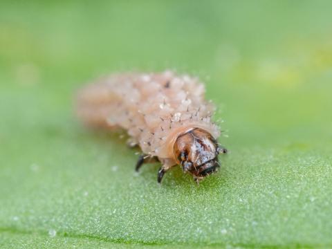 Altise épinard (Disonycha xanthomelas)_7