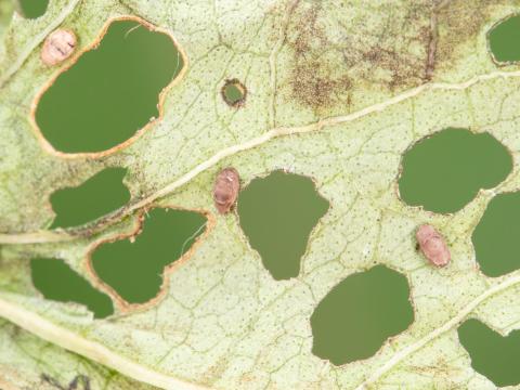 Casside dorée (Charidotella sexpunctata bicolor)_7