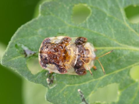 Casside oursonne (Plagiometriona clavata)_5