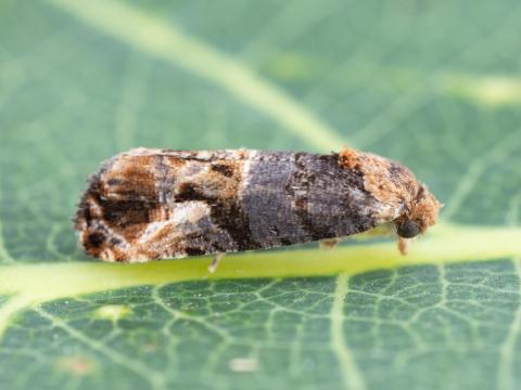 Tordeuse de la vigne (Paralobesia viteana)_6