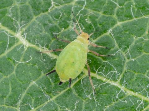 Puceron vert du pommier (Aphis pomi)_8