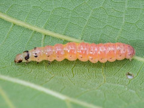 Plieuse de la vigne (Desmia funeralis)_7