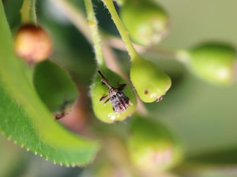 Charançon de la pomme (Anthonomus quadrigibbus)_15