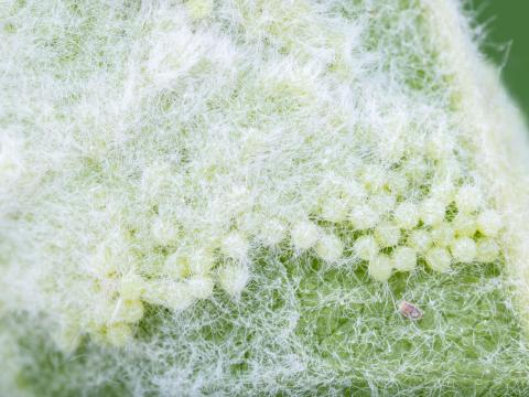 Chenille à tente estivale (Hyphantria cunea)_8