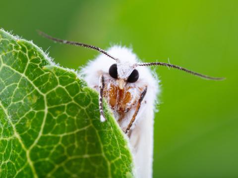 Chenille à tente estivale (Hyphantria cunea)_9