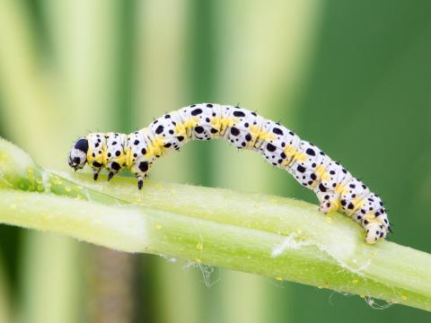 Arpenteuse groseillier (Macaria ribearia)_3