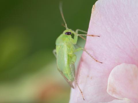 Lygocoris pabulinus_2