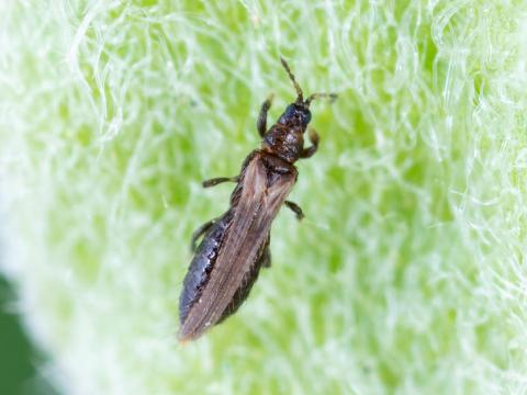 Thrips du poirier (Taeniothrips inconsequens)_4