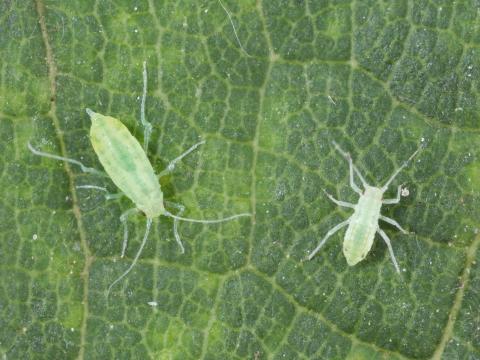 Puceron farineux du prunier (Hyalopterus pruni)_4