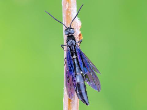 Hartigia trimaculata_10