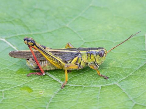 Criquet birayé (Melanoplus bivittatus)_2