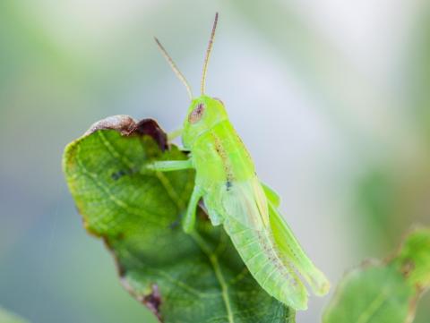 Criquet birayé (Melanoplus bivittatus)_3