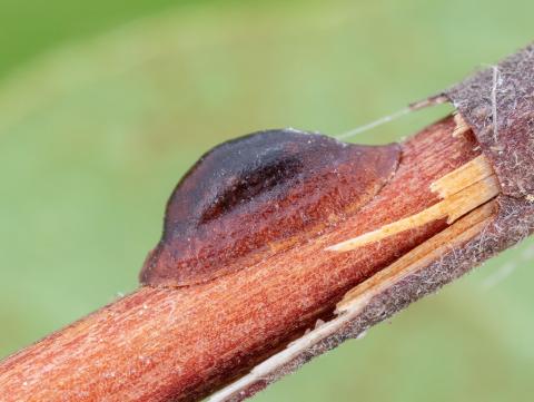 Lécanie de la vigne (Parthenolecanium corni)_3