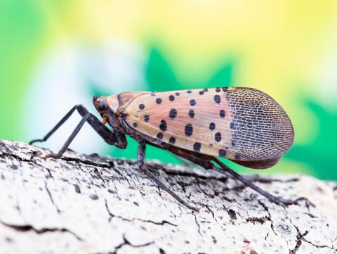 Fulgore  tacheté (Lycorma delicatula)_1