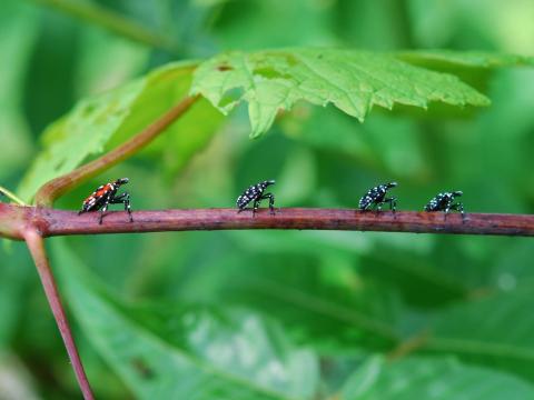 Fulgore  tacheté (Lycorma delicatula)_7