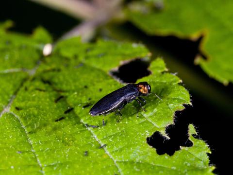 Framboise - Agrile du framboisier (Agrilus ruficollis)_4