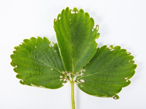 Framboise - Chrysomèle du fraisier (Paria fragariae)_3