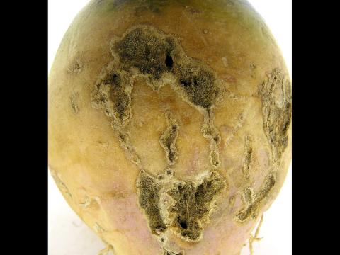 Rutabaga - Mouche des semis (Delia platura)_1