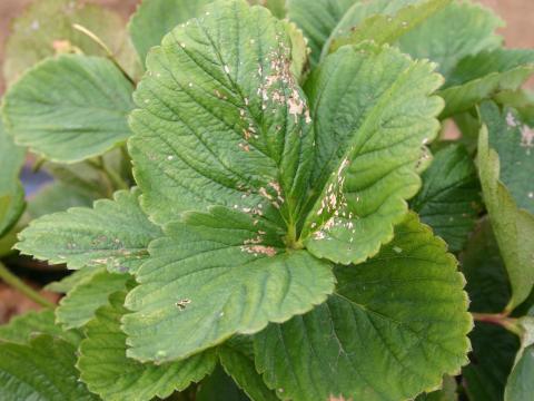 Fraise - Altise à tête rouge (Systena frontalis)_1